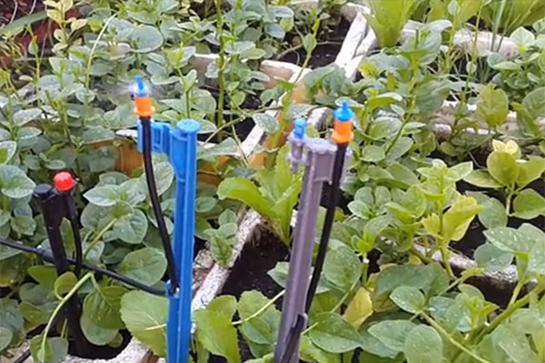 Béc tưới gôc chống côn trong mini 5 1